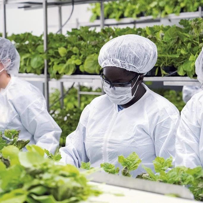 New U.K. genetic technology act aims to improve production of food, not medicine